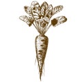 Engraving illustration of beetroot