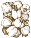 Engraving illustration of bell pepper pattern