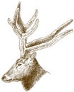 Engraving illustration of big deer head