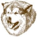 Engraving illustration of big dog head