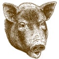 Engraving illustration of big pig head Royalty Free Stock Photo