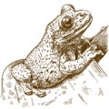 Engraving illustration of black-spotted casque-headed tree frog