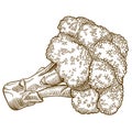 Engraving illustration of broccoli on white background Royalty Free Stock Photo