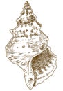 Engraving illustration of bursa conch