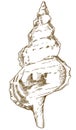 Engraving illustration of bursa shell