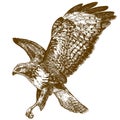 Engraving illustration of buzzard