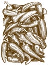 Engraving illustration of chil pepper