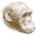 Engraving illustration of chimp muzzle