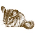 Engraving illustration of chinchilla