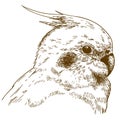 Engraving illustration of cockatiel head