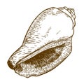 Engraving illustration of cone seashell