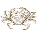 Engraving illustration of crab