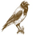 Engraving illustration of crow