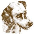 Engraving illustration of dalmatian head