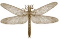 Engraving illustration of dragonfly meganeura