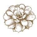 Engraving illustration of echeveria lilacina