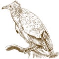 Engraving illustration of egyptian vulture