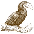 Engraving illustration of female papuan hornbill