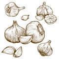 Engraving illustration of garlic