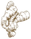 Engraving illustration of ginger root Royalty Free Stock Photo