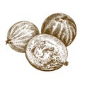 Engraving illustration of gooseberry Royalty Free Stock Photo
