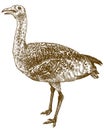 Engraving illustration of great bustard Otis tarda Royalty Free Stock Photo