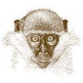 Engraving illustration of green monkey muzzle