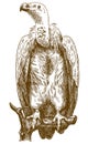 Engraving illustration of himalayan vulture