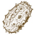 Engraving illustration of horned melon