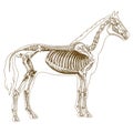 Engraving illustration of horse skeleton Royalty Free Stock Photo