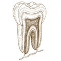 Engraving illustration of human tooth structure