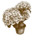 Engraving illustration of hydrangea macrophylla