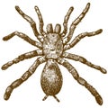 Engraving illustration of king baboon spider