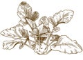 Engraving illustration of kohlrabi