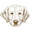 Engraving illustration of labrador head