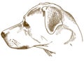 Engraving illustration of labrador retriever cur head