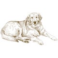 Engraving illustration of labrador