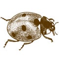 Engraving illustration of ladybug or ladybird