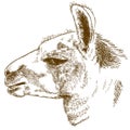 Engraving illustration of lama head Royalty Free Stock Photo