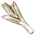 Engraving illustration of leek