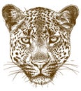 Engraving illustration of leopard face