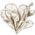 Engraving illustration of lettuce salad