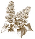 Engraving illustration of lilac syringa