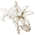 Engraving illustration of lily Royalty Free Stock Photo