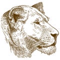 Engraving illustration of lioness head