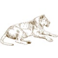 Engraving illustration of lioness