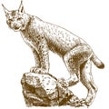 Engraving illustration of lynx linx