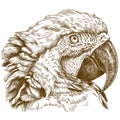 Engraving illustration of macaw head