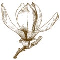 Engraving illustration of magnolia flower