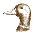 Engraving illustration of mallard duck head